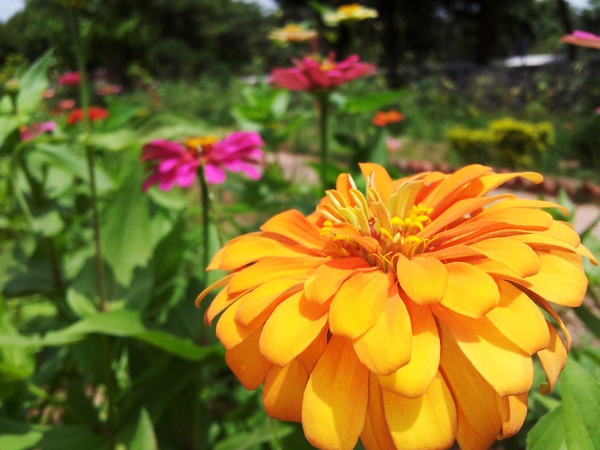 seeds from kailash ashram 600